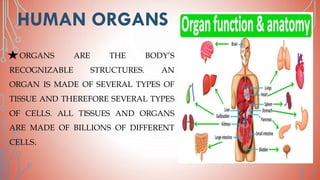 HUMAN ORGANS
ORGANS ARE THE BODY’S
RECOGNIZABLE STRUCTURES. AN
ORGAN IS MADE OF SEVERAL TYPES OF
TISSUE AND THEREFORE SEVERAL TYPES
OF CELLS. ALL TISSUES AND ORGANS
ARE MADE OF BILLIONS OF DIFFERENT
CELLS.
 