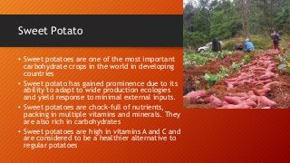 Sweet Potato
• Sweet potatoes are one of the most important
carbohydrate crops in the world in developing
countries
• Sweet potato has gained prominence due to its
ability to adapt to wide production ecologies
and yield response to minimal external inputs.
• Sweet potatoes are chock-full of nutrients,
packing in multiple vitamins and minerals. They
are also rich in carbohydrates
• Sweet potatoes are high in vitamins A and C and
are considered to be a healthier alternative to
regular potatoes
 