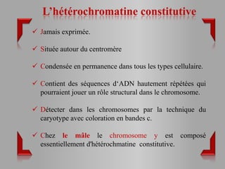 L’hétérochromatine constitutive
 Jamais exprimée.

 Située autour du centromère

 Condensée en permanence dans tous les types cellulaire.

 Contient des séquences d‘ADN hautement répétées qui
  pourraient jouer un rôle structural dans le chromosome.

 Détecter dans les chromosomes par la technique du
  caryotype avec coloration en bandes c.

 Chez le mâle le chromosome y est composé
  essentiellement d'hétérochmatine constitutive.
 