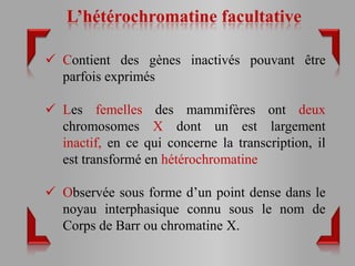 L’hétérochromatine facultative

 Contient des gènes inactivés pouvant être
  parfois exprimés

 Les femelles des mammifères ont deux
  chromosomes X dont un est largement
  inactif, en ce qui concerne la transcription, il
  est transformé en hétérochromatine

 Observée sous forme d’un point dense dans le
  noyau interphasique connu sous le nom de
  Corps de Barr ou chromatine X.
 