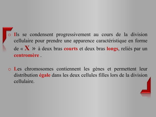 o Ils se condensent progressivement au cours de la division
  cellulaire pour prendre une apparence caractéristique en forme
  de « X » à deux bras courts et deux bras longs, reliés par un
  centromère .

o Les chromosomes contiennent les gènes et permettent leur
  distribution égale dans les deux cellules filles lors de la division
  cellulaire.
 