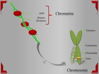 ADN        Chromatine
 Histone
(Protéine)


                            Télomère




                           Centromère


                           Chromatide

                            Gène



                   Chromosome
 