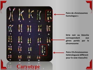 Paire de chromosomes
            homologue s




            Strie noir ou blanche
            correspondant     aux
            gènes portés par le
            chromosome


            Paire 23:chromosomes
            hétérologues( différent
            pour le sexe masculin)



Caryotype
 