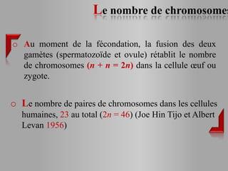 Le nombre de chromosomes

o Au moment de la fécondation, la fusion des deux
  gamètes (spermatozoïde et ovule) rétablit le nombre
  de chromosomes (n + n = 2n) dans la cellule œuf ou
  zygote.


o Le nombre de paires de chromosomes dans les cellules
  humaines, 23 au total (2n = 46) (Joe Hin Tijo et Albert
  Levan 1956)
 