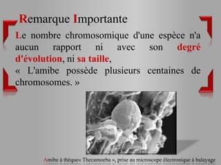 Remarque Importante
Le nombre chromosomique d'une espèce n'a
aucun rapport ni avec son degré
d'évolution, ni sa taille,
« L'amibe possède plusieurs centaines de
chromosomes. »




      Amibe à thèque« Thecamoeba », prise au microscope électronique à balayage
 