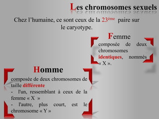 Les chromosomes sexuels
 Chez l’humaine, ce sont ceux de la 23ème paire sur
                   le caryotype.
                                      Femme
                                   composée de deux
                                   chromosomes
                                   identiques, nommés
                                   « X ».
         Homme
composée de deux chromosomes de
taille différente
- l'un, ressemblant à ceux de la
femme « X »
- l'autre, plus court, est le
chromosome « Y »
 