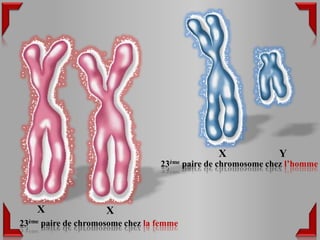 X             Y
                                  23ème paire de chromosome chez l’homme




    X                X
23ème paire de chromosome chez la femme
 