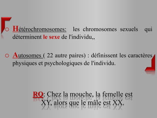o Hétérochromosomes:         les chromosomes sexuels   qui
   déterminent le sexe de l'individu,,


o Autosomes ( 22 autre paires) : définissent les caractères
   physiques et psychologiques de l'individu.




           RQ: Chez la mouche, la femelle est
             XY, alors que le mâle est XX.
 