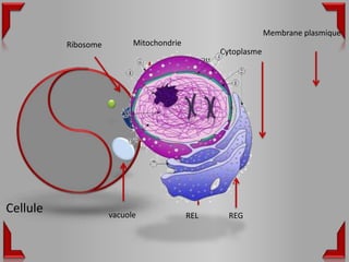 Membrane plasmique
          Ribosome         Mitochondrie
                                                  Cytoplasme
                                          Noyau




Cellule              vacuole              REL       REG
 