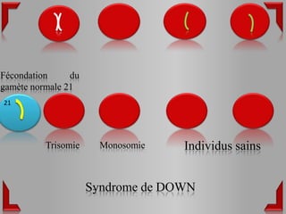 Fécondation     du
gamète normale 21
21




          Trisomie     Monosomie   Individus sains


                     Syndrome de DOWN
 