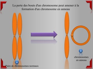 La perte des bouts d'un chromosome peut amener à la
            formation d'un chromosome en anneau




                                                           B

                                                    chromosomes
                                                      en anneau
         A
Paire de chromosomes normaux
 