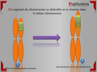 Duplication
  Un segment du chromosome se dédouble et se réinsère dans
                   le même chromosome




                                                           B
            A
                                    chromosomes avec une duplication
Paire de chromosomes normaux
 