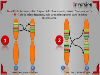 Inversion
    Résulte de la cassure d'un fragment de chromosome, suivie d'une rotation de
        180 C de ce même fragment, puis de sa réintégration dans le même
                               chromosome.




1                                               2



           A              B                         A                      C
        inversion paracentrique                         inversion péricentrique
 