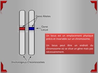Un locus est un emplacement physique
précis et invariable sur un chromosome,

Un locus peut être un endroit du
chromosome où se situe un gène mais pas
nécessairement.
 