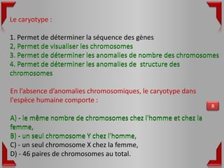 Le caryotype :

1. Permet de déterminer la séquence des gènes
2, Permet de visualiser les chromosomes
3. Permet de déterminer les anomalies de nombre des chromosomes
4. Permet de déterminer les anomalies de structure des
chromosomes

En l’absence d’anomalies chromosomiques, le caryotype dans
l'espèce humaine comporte :
                                                             R

A) - le même nombre de chromosomes chez l'homme et chez la
femme,
B) - un seul chromosome Y chez l'homme,
C) - un seul chromosome X chez la femme,
D) - 46 paires de chromosomes au total.
 