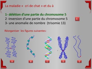 La maladie « cri de chat » et du à

1- délétion d'une partie du chromosome 5
2 -inversion d'une partie du chromosome 5    R
3- une anomalie de nombre (trisomie 13)

Réorganiser les figures suivantes:




     A              B                C   D       E
 