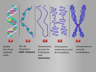 A              B              C             D                E

Double        Brin de          Chromosome     Chromosome          Chromosome au
brin d'une   chromatine        au cours de    condensé au cours   cours de
molécule     (ADN +histones)   l'interphase   de la prophase      la métaphase.
d'adn.                         Avec
                               Centromère.
 