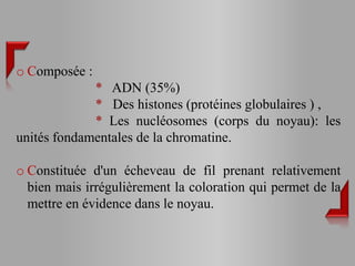 o Composée :
             * ADN (35%)
             * Des histones (protéines globulaires ) ,
             * Les nucléosomes (corps du noyau): les
unités fondamentales de la chromatine.

o Constituée d'un écheveau de fil prenant relativement
  bien mais irrégulièrement la coloration qui permet de la
  mettre en évidence dans le noyau.
 