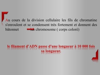 Au cours de la division cellulaire les fils de chromatine
s'enroulent et se condensent très fortement et donnent des
bâtonnet         les chromosome ( corps coloré)



 le filament d'ADN passe d'une longueur à 10 000 fois
                    sa longueur.
 