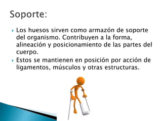  Los huesos sirven como armazón de soporte
del organismo. Contribuyen a la forma,
alineación y posicionamiento de las partes del
cuerpo.
 Estos se mantienen en posición por acción de
ligamentos, músculos y otras estructuras.
 