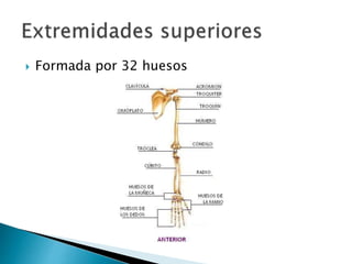  Formada por 32 huesos
 