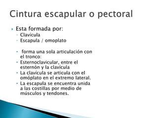  Esta formada por:
◦ Clavícula
◦ Escapula / omoplato
• forma una sola articulación con
el tronco:
• Esternoclavicular, entre el
esternón y la clavícula
• La clavícula se articula con el
omóplato en el extremo lateral.
• La escapula se encuentra unida
a las costillas por medio de
músculos y tendones.
 
