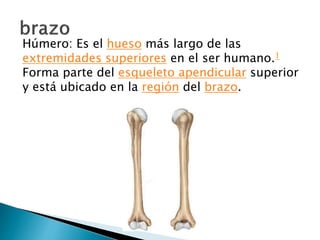 Húmero: Es el hueso más largo de las
extremidades superiores en el ser humano.1
Forma parte del esqueleto apendicular superior
y está ubicado en la región del brazo.
 