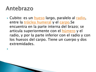  Cubito: es un hueso largo, paralelo al radio,
entre la tróclea humeral y el carpo.Se
encuentra en la parte interna del brazo; se
articula superiormente con el húmero y el
radio, y por la parte inferior con el radio y con
los huesos del carpo. Tiene un cuerpo y dos
extremidades.

 