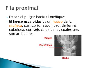  Desde el pulgar hacia el meñique:
 El hueso escafoides es un hueso de la
muñeca, par, corto, esponjoso, de forma
cuboidea, con seis caras de las cuales tres
son articulares.
 