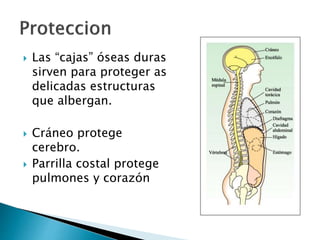  Las “cajas” óseas duras
sirven para proteger as
delicadas estructuras
que albergan.
 Cráneo protege
cerebro.
 Parrilla costal protege
pulmones y corazón
 