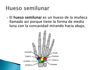  El hueso semilunar es un hueso de la muñeca
llamado así porque tiene la forma de media
luna con la concavidad mirando hacia abajo.
 
