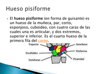  El hueso pisiforme (en forma de guisante) es
un hueso de la muñeca, par, corto,
esponjoso, cuboideo, con cuatro caras de las
cuales una es articular, y dos extremos,
superior e inferior. Es el cuarto hueso de la
primera fila del carpo.
 