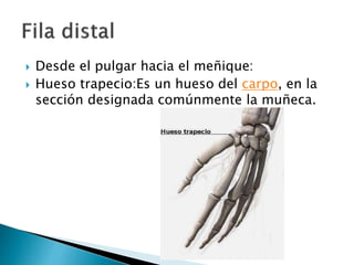  Desde el pulgar hacia el meñique:
 Hueso trapecio:Es un hueso del carpo, en la
sección designada comúnmente la muñeca.
 