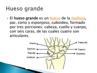  El hueso grande es un hueso de la muñeca,
par, corto y esponjoso, cuboideo, formado
por tres porciones: cabeza, cuello y cuerpo,
con seis caras, de las cuales cuatro son
articulares.
 