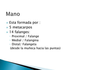  Esta formada por :
 5 metacarpos
 14 falanges:
◦ Proximal / Falange
◦ Medial / Falangina
◦ Distal/ Falangeta
(desde la muñeca hacia las puntas)
 