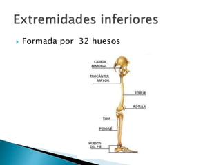  Formada por 32 huesos
 