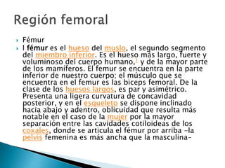  Fémur
 l fémur es el hueso del muslo, el segundo segmento
del miembro inferior. Es el hueso más largo, fuerte y
voluminoso del cuerpo humano,1 y de la mayor parte
de los mamíferos. El femur se encuentra en la parte
inferior de nuestro cuerpo; el músculo que se
encuentra en el femur es las biceps femoral. De la
clase de los huesos largos, es par y asimétrico.
Presenta una ligera curvatura de concavidad
posterior, y en el esqueleto se dispone inclinado
hacia abajo y adentro, oblicuidad que resulta más
notable en el caso de la mujer por la mayor
separación entre las cavidades cotiloideas de los
coxales, donde se articula el fémur por arriba -la
pelvis femenina es más ancha que la masculina-
 