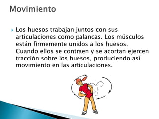  Los huesos trabajan juntos con sus
articulaciones como palancas. Los músculos
están firmemente unidos a los huesos.
Cuando ellos se contraen y se acortan ejercen
tracción sobre los huesos, produciendo así
movimiento en las articulaciones.
 