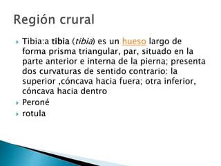  Tibia:a tibia (tibia) es un hueso largo de
forma prisma triangular, par, situado en la
parte anterior e interna de la pierna; presenta
dos curvaturas de sentido contrario: la
superior ,cóncava hacia fuera; otra inferior,
cóncava hacia dentro
 Peroné
 rotula
 