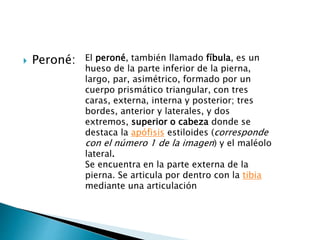  Peroné: El peroné, también llamado fíbula, es un
hueso de la parte inferior de la pierna,
largo, par, asimétrico, formado por un
cuerpo prismático triangular, con tres
caras, externa, interna y posterior; tres
bordes, anterior y laterales, y dos
extremos, superior o cabeza donde se
destaca la apófisis estiloides (corresponde
con el número 1 de la imagen) y el maléolo
lateral.
Se encuentra en la parte externa de la
pierna. Se articula por dentro con la tibia
mediante una articulación
 