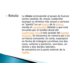  Rotula: La rótula corresponde al grupo de huesos
cortos (patella, de rotula, ruedecilla)
(aunque su término más actual y correcto
es "patela") es un hueso de la pierna,
siendo el sesamoideo (debido a que está
envuelto por el tendón distal del
cuadriceps crural) más grande del cuerpo
humano. Se encuentra en número par y es
un hueso constante. Es corto, esponjoso
en forma de triángulo curvilíneo con dos
caras, anterior y posterior, una base, un
vértice y dos bordes laterales.
Se encuentra en la parte anterior de la
rodilla.
 