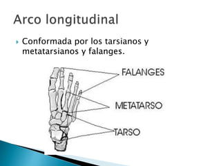  Conformada por los tarsianos y
metatarsianos y falanges.
 