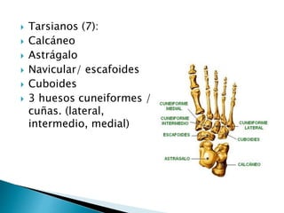 Tarsianos (7):
 Calcáneo
 Astrágalo
 Navicular/ escafoides
 Cuboides
 3 huesos cuneiformes /
cuñas. (lateral,
intermedio, medial)
 