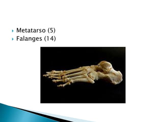  Metatarso (5)
 Falanges (14)
 