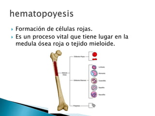  Formación de células rojas.
 Es un proceso vital que tiene lugar en la
medula ósea roja o tejido mieloide.
 