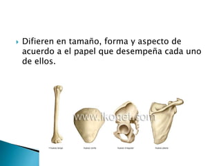  Difieren en tamaño, forma y aspecto de
acuerdo a el papel que desempeña cada uno
de ellos.
 