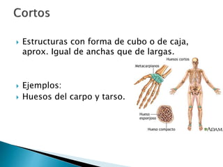  Estructuras con forma de cubo o de caja,
aprox. Igual de anchas que de largas.
 Ejemplos:
 Huesos del carpo y tarso.
 