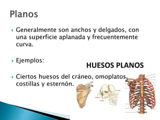  Generalmente son anchos y delgados, con
una superficie aplanada y frecuentemente
curva.
 Ejemplos:
 Ciertos huesos del cráneo, omoplatos,
costillas y esternón.
 