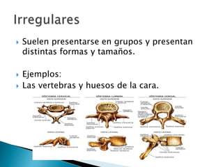  Suelen presentarse en grupos y presentan
distintas formas y tamaños.
 Ejemplos:
 Las vertebras y huesos de la cara.
 