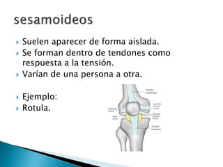  Suelen aparecer de forma aislada.
 Se forman dentro de tendones como
respuesta a la tensión.
 Varían de una persona a otra.
 Ejemplo:
 Rotula.
 